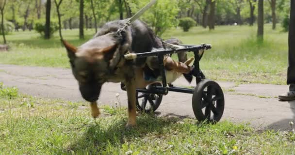 一条后腿瘫痪的狗，坐在轮椅上. — 图库视频影像