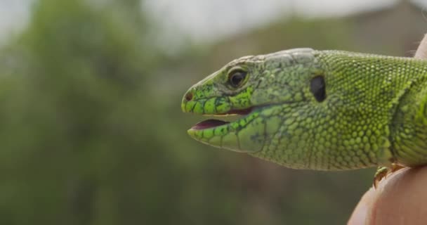 Ještěrka, portrét zelené ještěrky. Rwandská Afrika. Stabilní záběry. Closeup. — Stock video