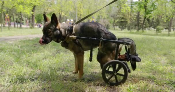 Un chien avec des pattes arrière paralysées dans le fauteuil roulant . — Video