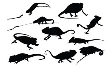 Bukalemun siluet vektör çizim