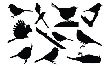 Bülbül siluet vektör çizim