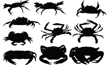 Yengeç siluet vektör çizim