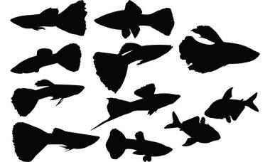 Guppy siluet vektör çizim