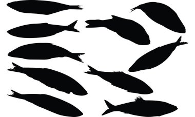 Ringa balığı siluet vektör çizim