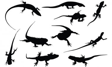 İguana siluet vektör çizim