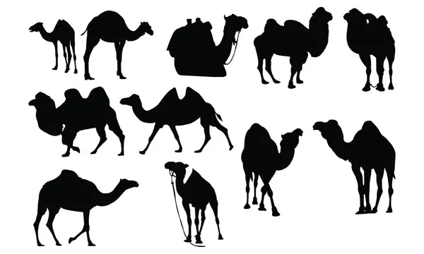Ilustração do vetor de silhueta de camelo —  Vetores de Stock