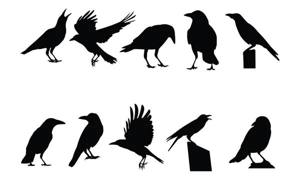 Crow Silhouette vector ilustración — Vector de stock