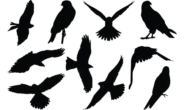 Falcon silhouet vectorillustratie — Stockvector
