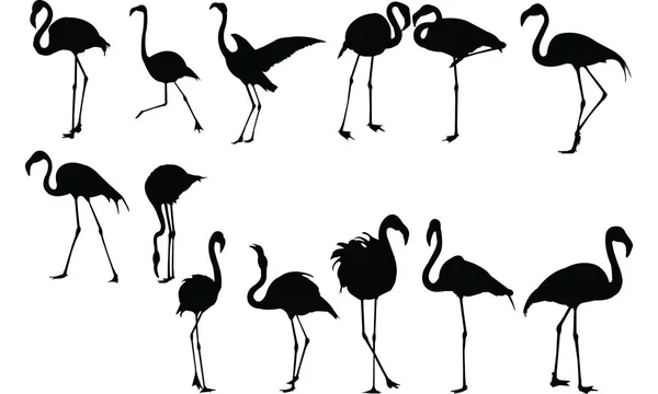 Illustration vectorielle Flamingo Silhouette — Image vectorielle