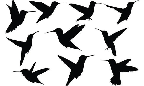 Illustration vectorielle Colibri Silhouette Oiseau — Image vectorielle