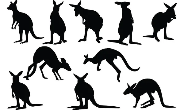 Kangaroo Silhouette vector illustration — Stock Vector