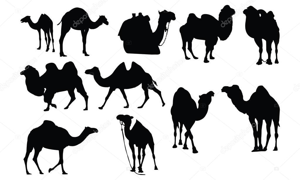 Camel Silhouette vector illustration