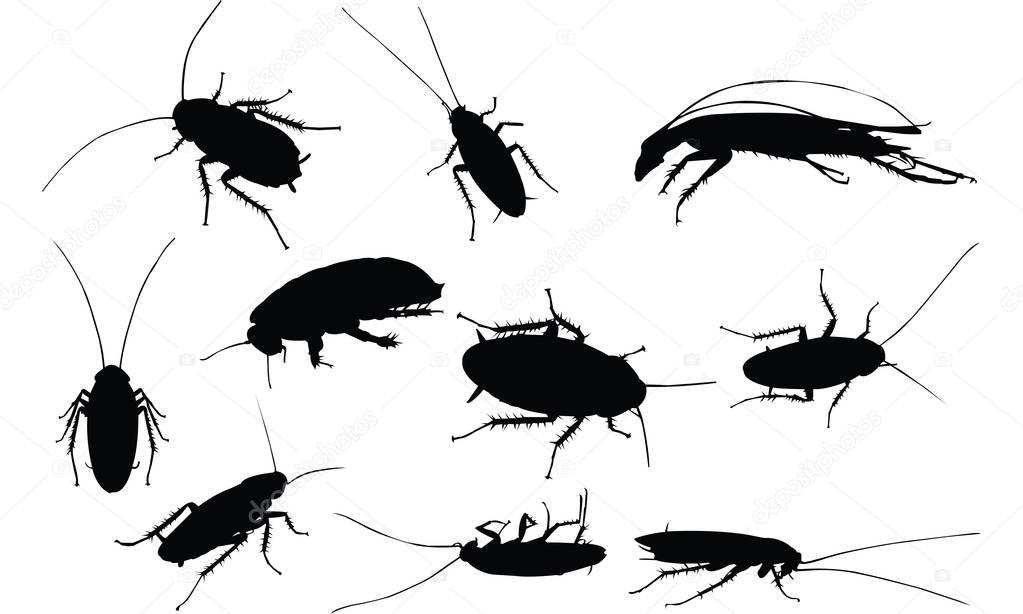 Cockroach Silhouette vector illustration