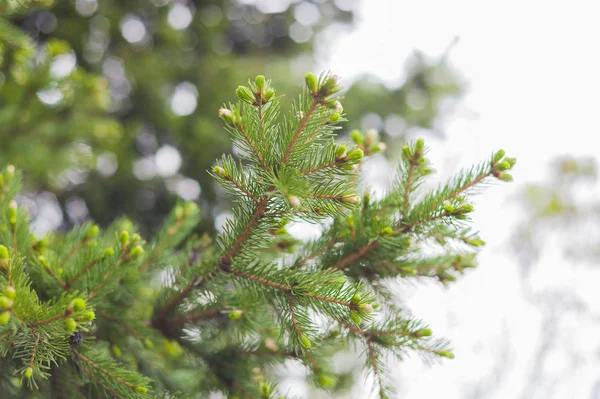 The nature of Siberia — Stock Photo, Image