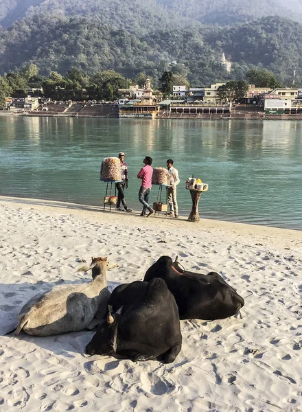 Trois vaches sacrées à Rishikesh — Photo