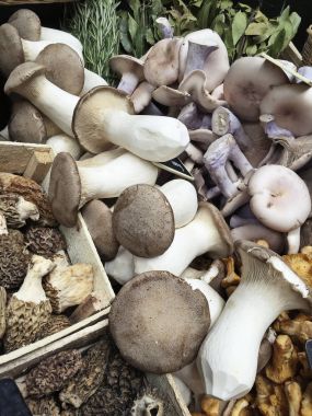 Kral istiridye ve alaca mavi Mushrroms