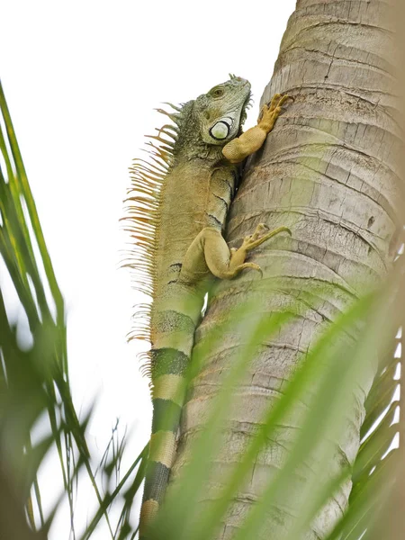Iguana sauvage escalade un arbre — Photo