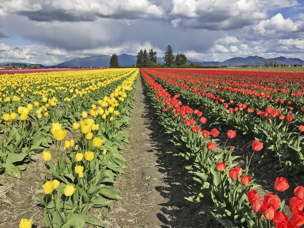 Granja con tulipanes amarillos y rojos — Foto de Stock