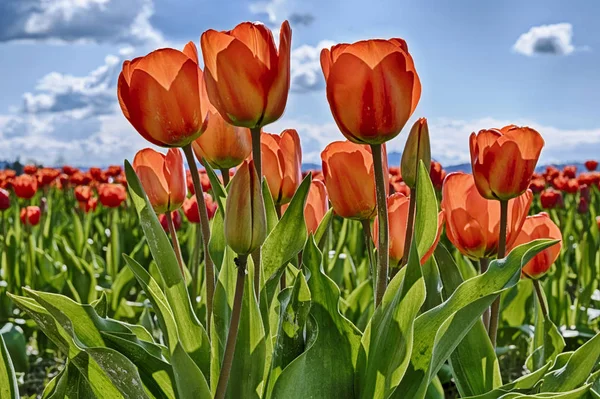 Røde tulipaner på jordet – stockfoto