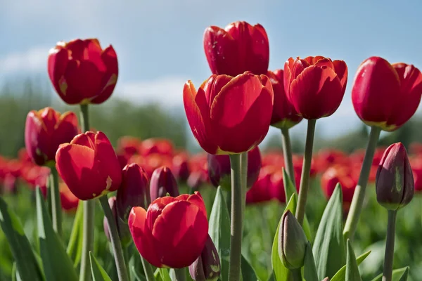 Czerwone tulipany na festiwalu Tulip — Zdjęcie stockowe