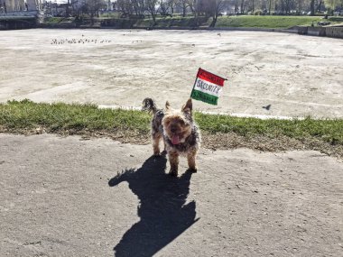 Köpek güvenlik bayrak