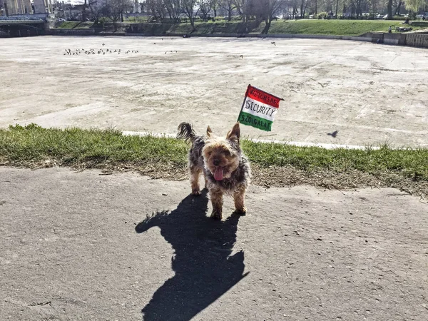 Sicherheitsfahne für Hunde — Stockfoto