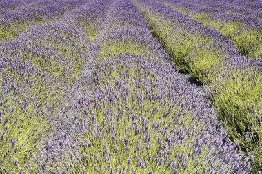 Hasatta Lavanta Çiçekleri Sıraları