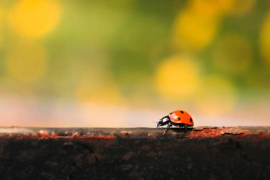 uğur böceği alanına yürüyor