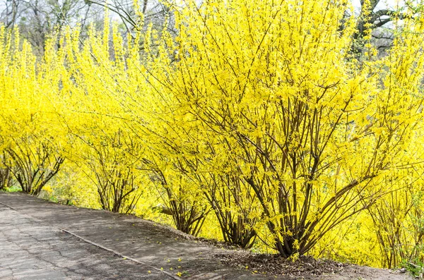 Alley of brightly glowing flowering forsythia in spring, Kiev, Ukraine