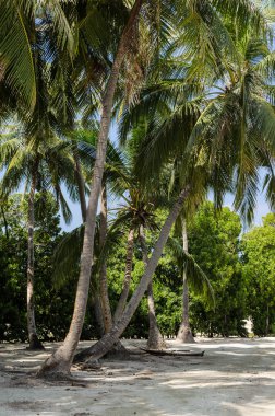 Mavi gökyüzü güzel palmiye ağaçları. Maldivler
