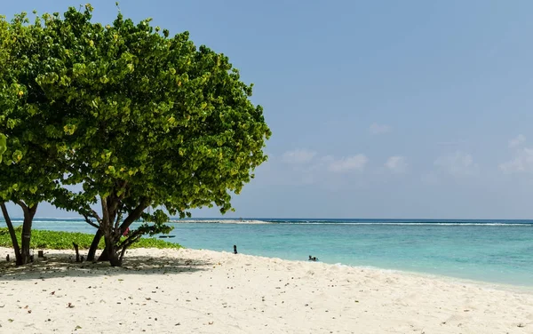Красивый пляж на Мальдивах с тропическими деревьями, белым песком и голубым небом. Праздники — стоковое фото