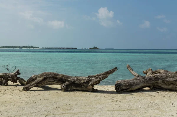 Trunks of old tropical trees lie picturesquely on white sand against turquoise waters of Indian Ocean.Maldives, wild paradise