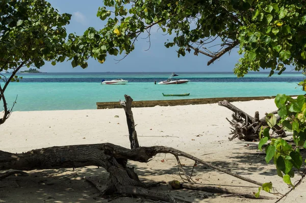Gulhi island, Maldiverna November 2017: vacker strand på Maldiverna med gamla träd, vit sand och dykare i det blå havet. Semester destination — Stockfoto