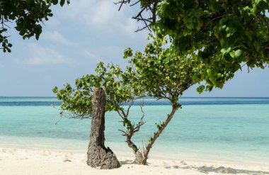 Maldivler güzel sahilde eski ağacı, beyaz kumları ve mavi gökyüzü. Tatil hedef