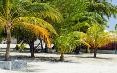 Mavi gökyüzü güzel palmiye ağaçları. Maldivler. Tatil hedef