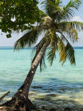 Okyanus, turkuaz su, ufuk çizgisinin üstündeki gökyüzünde ışık bulutlar üzerinde palmiye ağacı. Maldivler, Hint Okyanusu