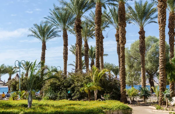 Eilat, İsrail 7 Kasım 2017: Yüksek ince, yemyeşil palms, parlak yeşil flowerbed mavi gökyüzü ve Kızıldeniz, Eilat, İsrail karşı Eilat Promenade sarı küçük çiçekli. Seyahat ve Turizm kavramı