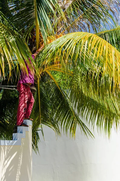 查雅哈库拉 马尔代夫 2017年11月20日 一名当地人从棕榈树上撕下椰子 站在他家的石篱上 卡夫环礁 大海查雅哈库拉岛 马尔代夫 — 图库照片