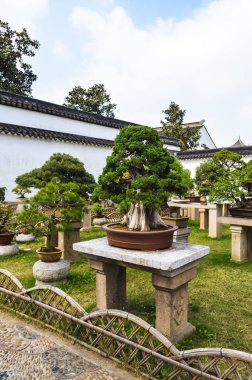 Suzhou, Çin - 23 Ekim 2013: Bonsai ağacı bahçede mütevazi yöneticinin, Suzhou, UNESCO Dünya Miras Listesi bulunan Çin Bahçe.