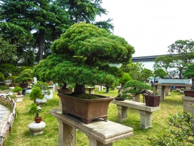 Suzhou, Çin - 23 Ekim 2013: Bonsai ağacı bahçede mütevazi yöneticinin, Suzhou, UNESCO Dünya Miras Listesi bulunan Çin Bahçe.
