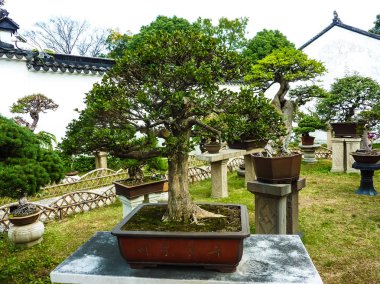 Suzhou, Çin - 23 Ekim 2013: Bonsai ağacı bahçede mütevazi yöneticinin, Suzhou, UNESCO Dünya Miras Listesi bulunan Çin Bahçe.