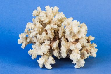 Mavi bir arka plan üzerinde beyaz mercan.