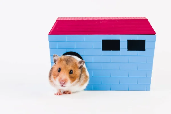Syrische hamster met huis. — Stockfoto