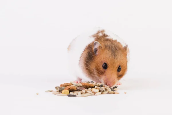 Een hamster maakt gebruik van graan. Geïsoleerd op witte achtergrond. — Stockfoto