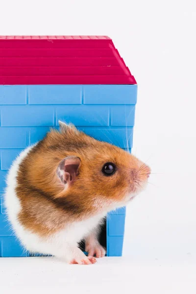 Syrische hamster met huis. — Stockfoto