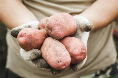 Organik sebze. Çiftçi eldiven taze sebze aldım