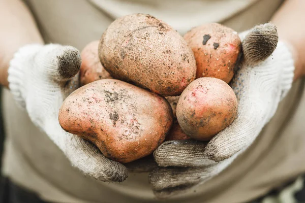 Organik sebze. Çiftçi eldiven taze sebze aldım