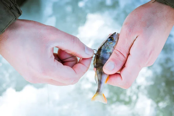 Live bait on the hook in the fisherman\'s hand, winter fishing