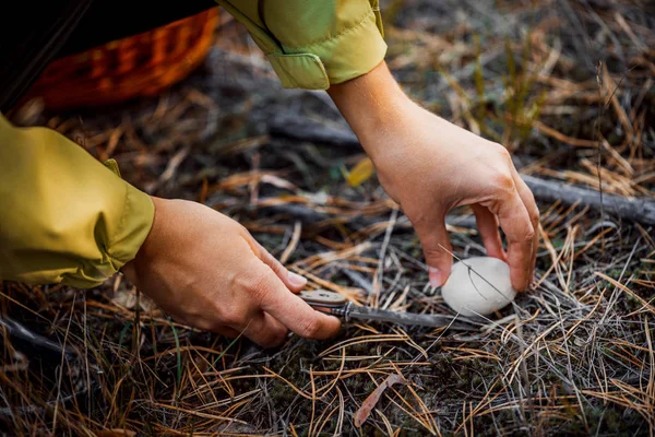 Flicka på hösten skog samla svamp. — Stockfoto