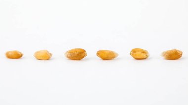 Beyaz arka planda izole edilmiş buğday taneleri. Buğday tohumları yakın.